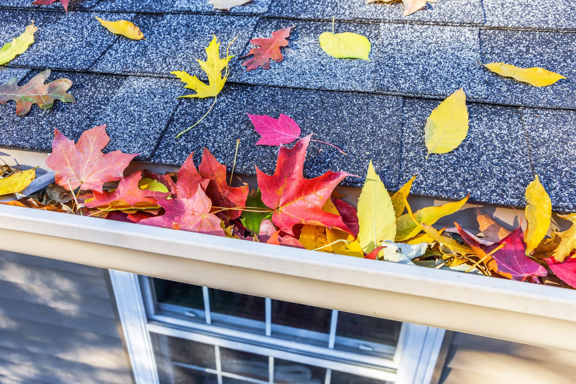 AdobeStock_134228781-scaled